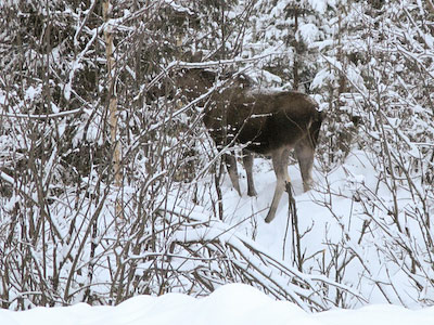 fahrzeuge_motorrad_fjordrally_2008_06