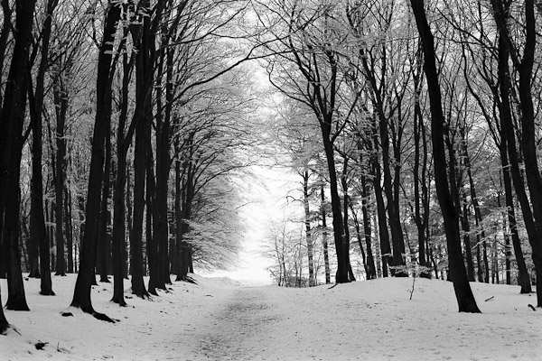 fotografie_analog_street_experiment_dezember_wald
