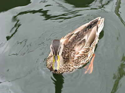 wassersport_segeln_ruegen_28