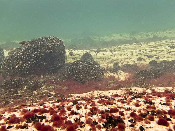 wassersport_tauchen_boergerende_01