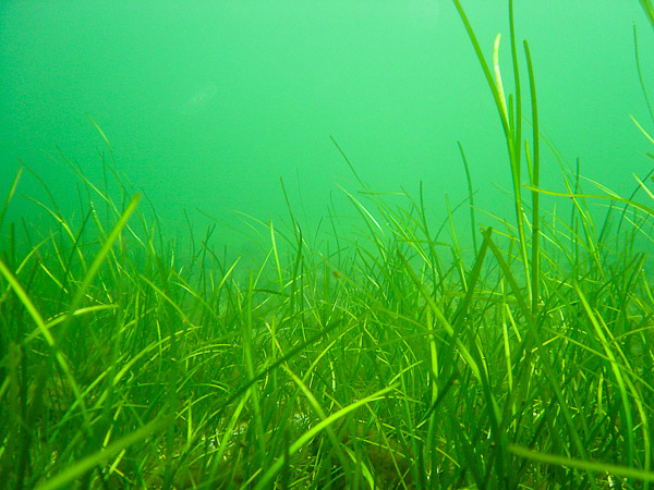 wassersport_tauchen_boergerende_02a