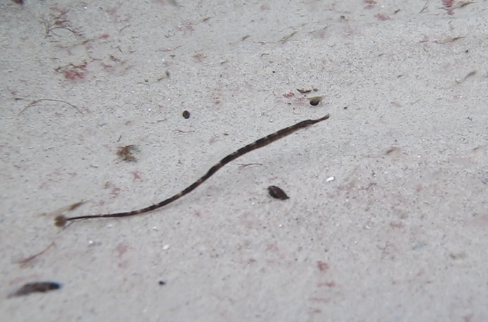 wassersport_tauchen_boergerende_09