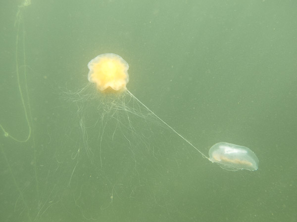 wassersport_tauchen_boergerende_23