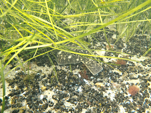 wassersport_tauchen_boergerende_atg_14_06