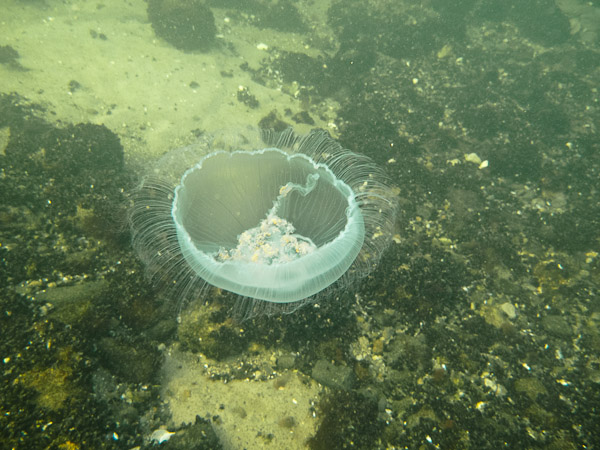 wassersport_tauchen_boergerende_atg_14_08