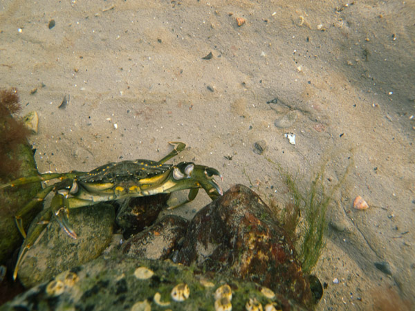 wassersport_tauchen_boergerende_atg_14_11