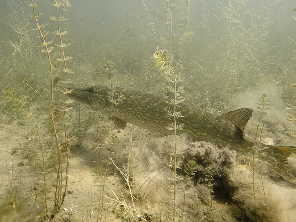 wassersport_tauchen_carwitz_hecht_01