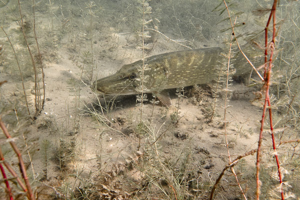 wassersport_tauchen_carwitz_hecht_02