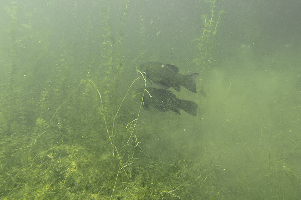 wassersport_tauchen_carwitz_schleie_01