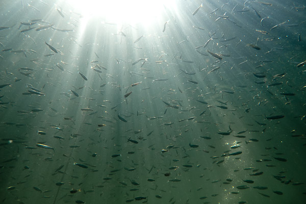 wassersport_tauchen_carwitz_schwarm_01