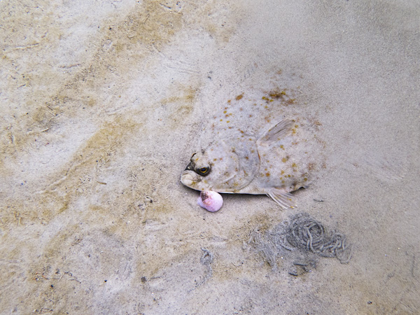 wassersport_tauchen_nienhagen_03