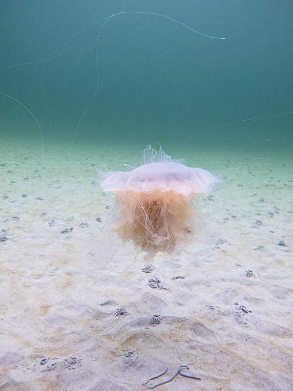 wassersport_tauchen_nienhagen_04