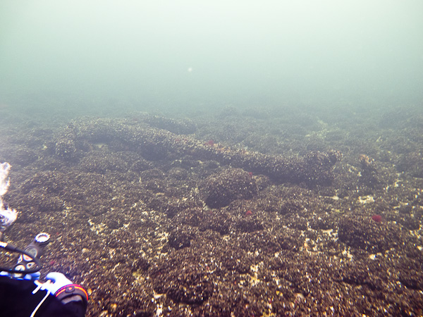 wassersport_tauchen_nienhagen_05