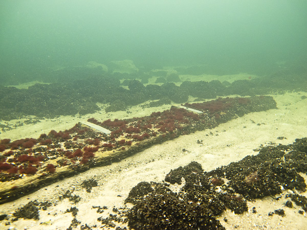 wassersport_tauchen_nienhagen_06