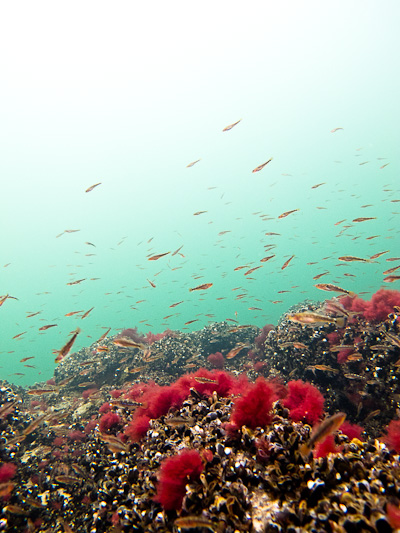 wassersport_tauchen_nienhagen_tg_28_01