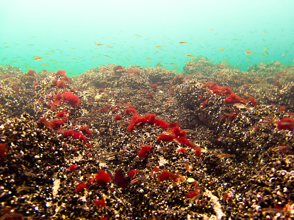 wassersport_tauchen_nienhagen_tg_28_02